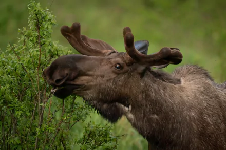 HD desktop wallpaper featuring a close-up of a moose nibbling on green foliage in a natural setting.