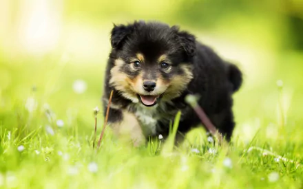 Finnish Lapphund puppy bounding through sunlit grass; vibrant 2K Quad HD PC desktop wallpaper background.