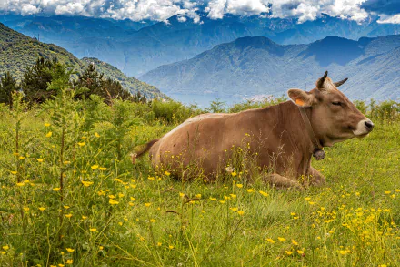 Animal cow HD Desktop Wallpaper | Background Image
