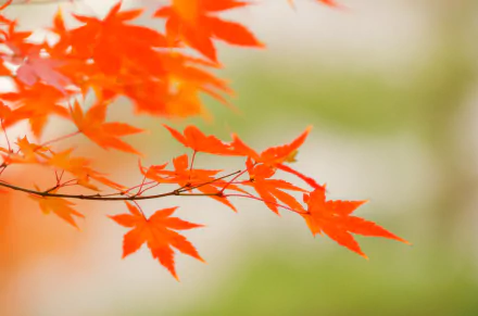 maple leaf fall nature leaf HD Desktop Wallpaper | Background Image