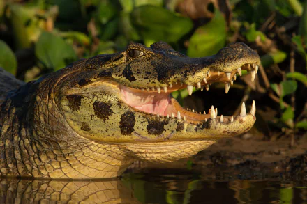  Spectacled caiman