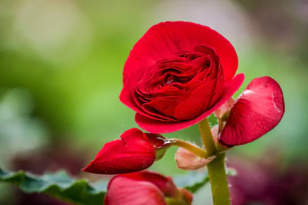 begonia macro nature flower HD Desktop Wallpaper | Background Image