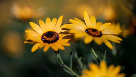 depth of field osteospermum nature flower HD Desktop Wallpaper | Background Image