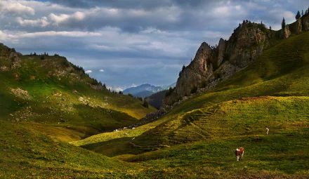pasture alps mountain Animal cow HD Desktop Wallpaper | Background Image