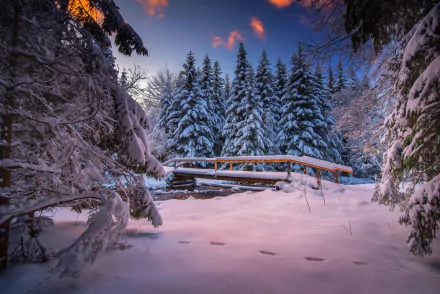 Snow-covered fir trees surround a man-made wooden bridge in a tranquil winter forest, captured in this HD desktop wallpaper.