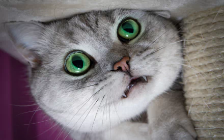 fangs kitten close-up Animal cat HD Desktop Wallpaper | Background Image