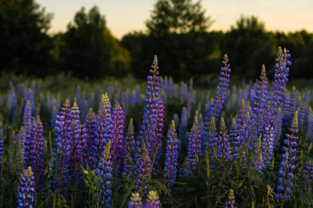 flower nature lupine HD Desktop Wallpaper | Background Image