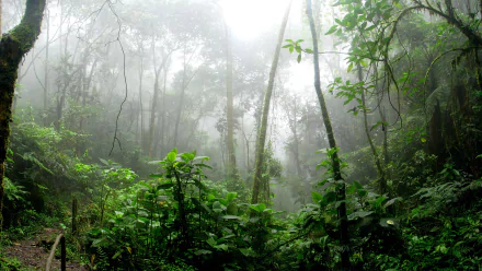 thicket forest nature fog HD Desktop Wallpaper | Background Image
