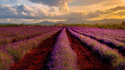 plantation field path mountain flower cloud nature lavender HD Desktop Wallpaper | Background Image
