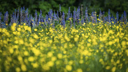 lupine buttercup meadow nature flower HD Desktop Wallpaper | Background Image