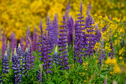 flower nature lupine HD Desktop Wallpaper | Background Image