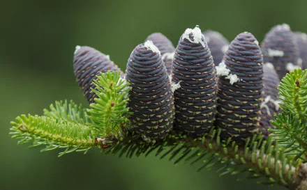 Macro close-up of dark fir cones on a green branch — HD PC desktop wallpaper showing natural detail.