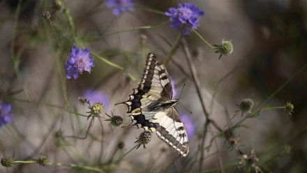 butterfly flower macro Animal swallowtail butterfly HD Desktop Wallpaper | Background Image