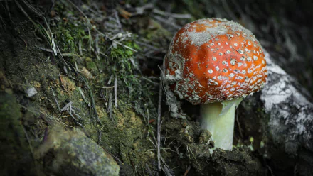 Close-up of a red fly agaric mushroom on a mossy forest floor, 4K Ultra HD nature wallpaper and PC desktop background.