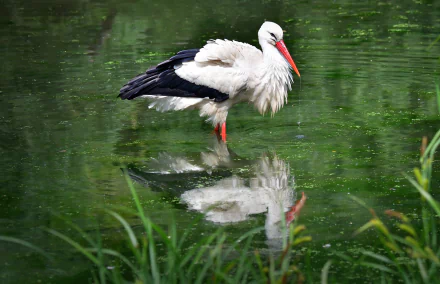 White stork wading in a pond with crisp reflection amid green reeds — 2K Quad HD PC desktop wallpaper background.