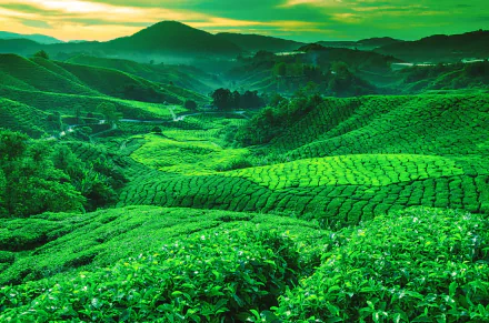 greenery valley hill man made tea plantation HD Desktop Wallpaper | Background Image