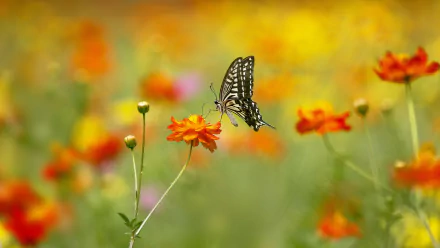 butterfly flower macro summer Animal swallowtail butterfly HD Desktop Wallpaper | Background Image