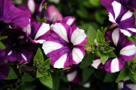 macro nature petunia HD Desktop Wallpaper | Background Image