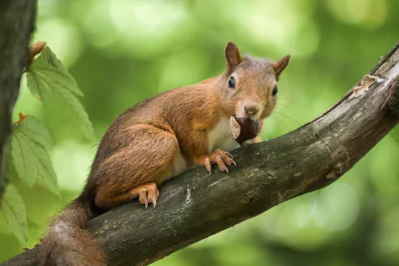 chestnut Animal squirrel HD Desktop Wallpaper | Background Image