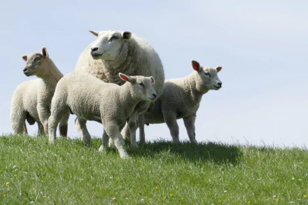 A group of sheep standing on green grass under a clear sky, captured in sharp detail for a 4K Ultra HD PC desktop wallpaper.