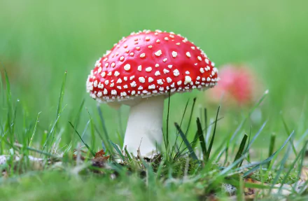 fly agaric nature mushroom HD Desktop Wallpaper | Background Image