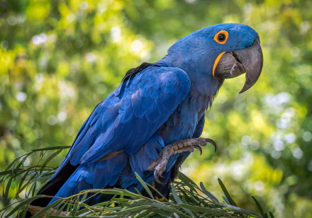 parrot bird Animal hyacinth macaw HD Desktop Wallpaper | Background Image