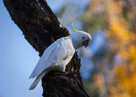 Sulphur-crested cockatoo parrot bird perched on a tree branch against a blurred blue and golden background — HD PC desktop wallpaper.