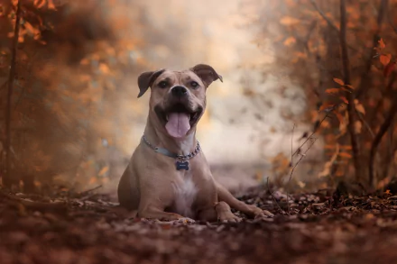 depth of field dog Animal american pit bull terrier HD Desktop Wallpaper | Background Image