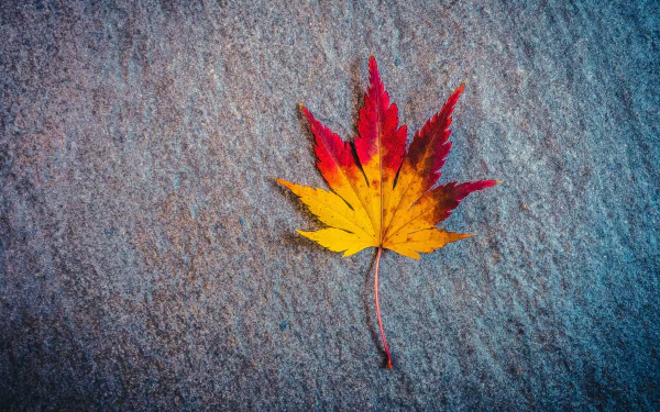 maple leaf fall nature leaf HD Desktop Wallpaper | Background Image