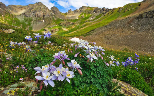 meadow USA Colorado valley mountain flower aquilegia nature landscape HD Desktop Wallpaper | Background Image