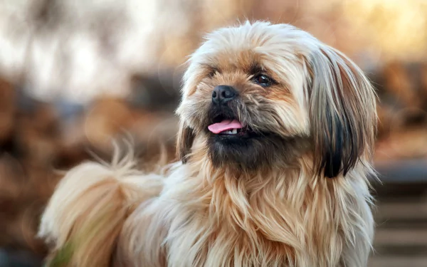 Animal shih tzu HD Desktop Wallpaper | Background Image