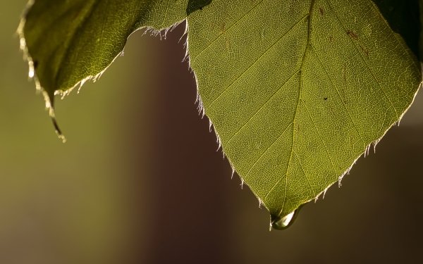 Earth Leaf Water Drop Macro HD Wallpaper | Background Image