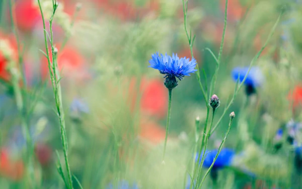 flower nature cornflower HD Desktop Wallpaper | Background Image