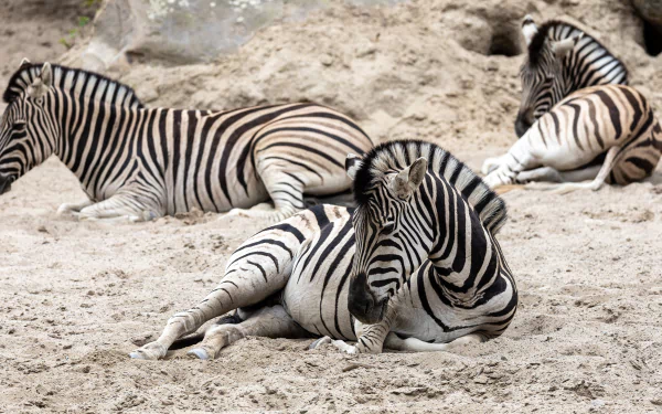 4K Ultra HD PC desktop wallpaper showing three zebras resting on sandy ground, highlighting their distinctive black and white stripes.