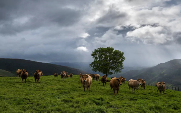 4K Ultra HD PC desktop wallpaper of cows (animal) grazing on a lush green hillside beneath dramatic cloudy skies with a solitary tree and distant hills.