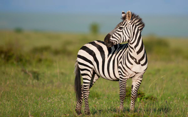 A striking 4K Ultra HD desktop wallpaper featuring a zebra standing on green grass with a blurred natural background.