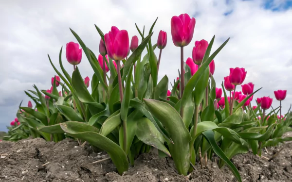 pink flower nature tulip HD Desktop Wallpaper | Background Image