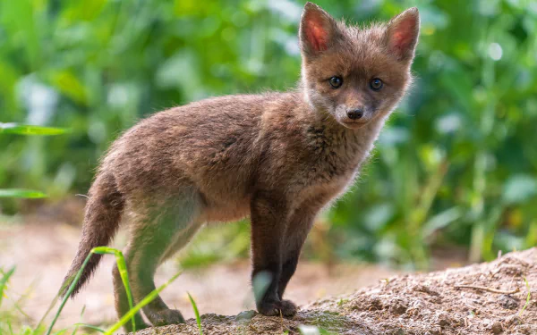 A baby fox standing on the ground with green foliage in the background, captured in 4K Ultra HD as a PC desktop wallpaper and background.