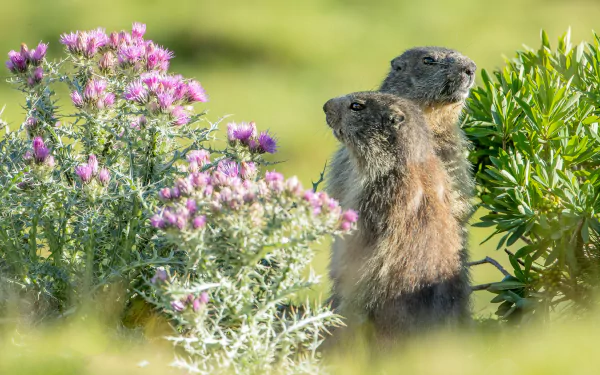 flower Animal groundhog HD Desktop Wallpaper | Background Image