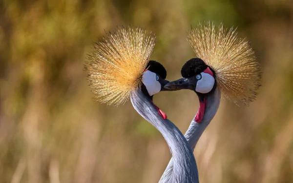 bird Animal Grey crowned crane Crane (bird) HD Desktop Wallpaper | Background Image
