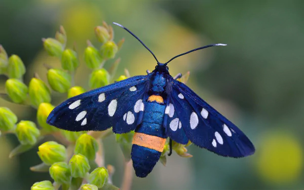  Nine-spotted moth