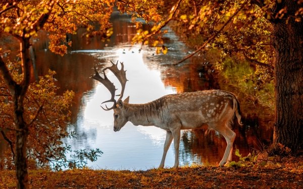 Animal Deer Pond Park HD Wallpaper | Background Image