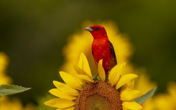 Animal Tanager Birds Passerines Sunflower Flower Scarlet Tanager HD Wallpaper | Background Image