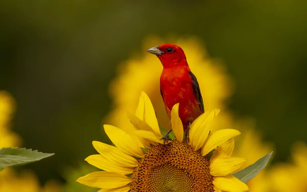 Scarlet tanager (animal) perched on a vivid sunflower bloom, yellow flowers and soft green bokeh — HD PC desktop wallpaper background.