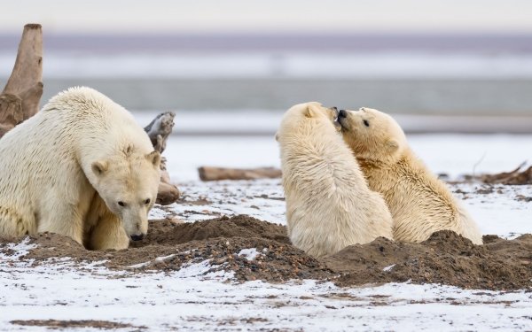 Animal Polar Bear Bears Baby Animal Cub HD Wallpaper | Background Image