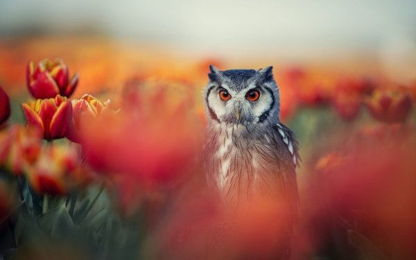 Animal Owl Birds Owls Flower Bird Spring Tulip HD Wallpaper | Background Image