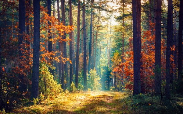 Earth Path Fall Forest HD Wallpaper | Background Image