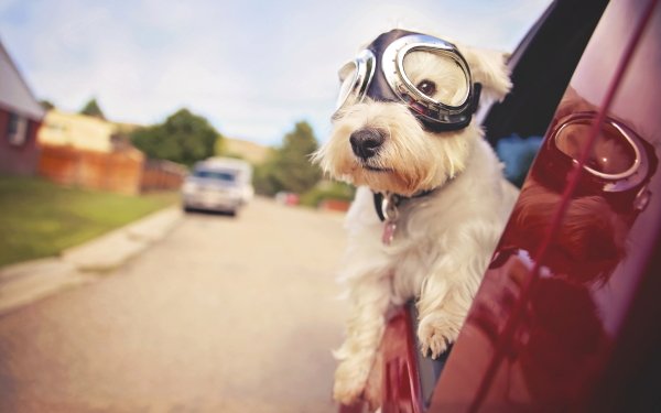 Animal West Highland White Terrier Dogs Glasses Dog Car HD Wallpaper | Background Image