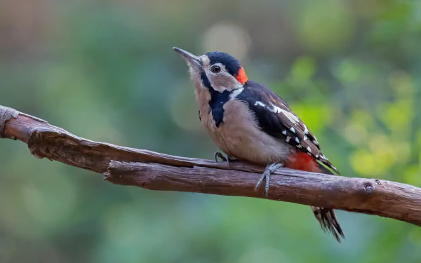 bird Animal woodpecker HD Desktop Wallpaper | Background Image