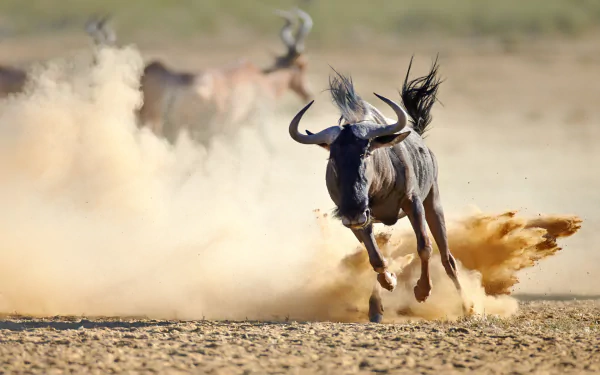 HD PC desktop wallpaper: wildebeest charging across a dusty plain, kicking up a dramatic spray of sand — dynamic animal background.